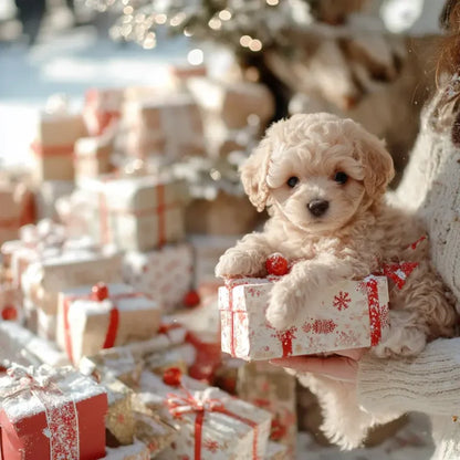 PRESENTAMOS A NICOO 2.0 – EL PERRITO ROBOT DEFINITIVO!